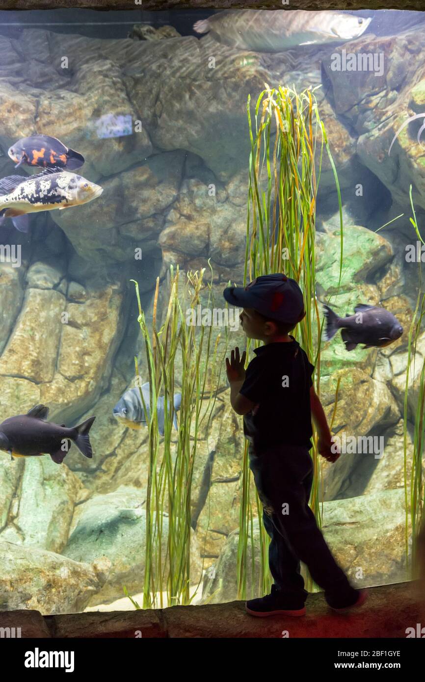 Bambino che guarda i pesci in acquario, acquario nazionale, Triq IT-Trunciera, St Paul's Bay, Malta Foto Stock