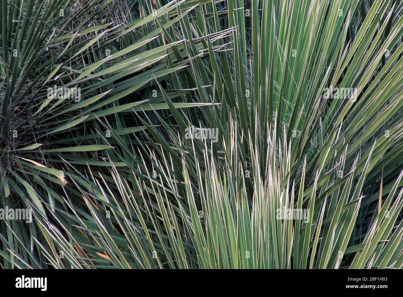 Soaptree yucca a Last Chance Gulch, Lincoln National Forest, New Mexico Foto Stock