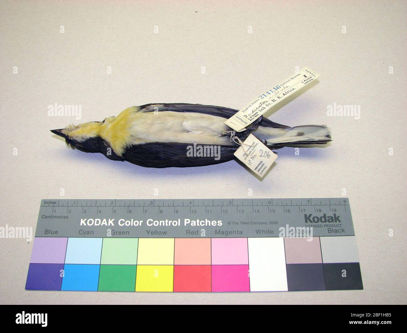 Spia. 15 ago 20141 Foto Stock