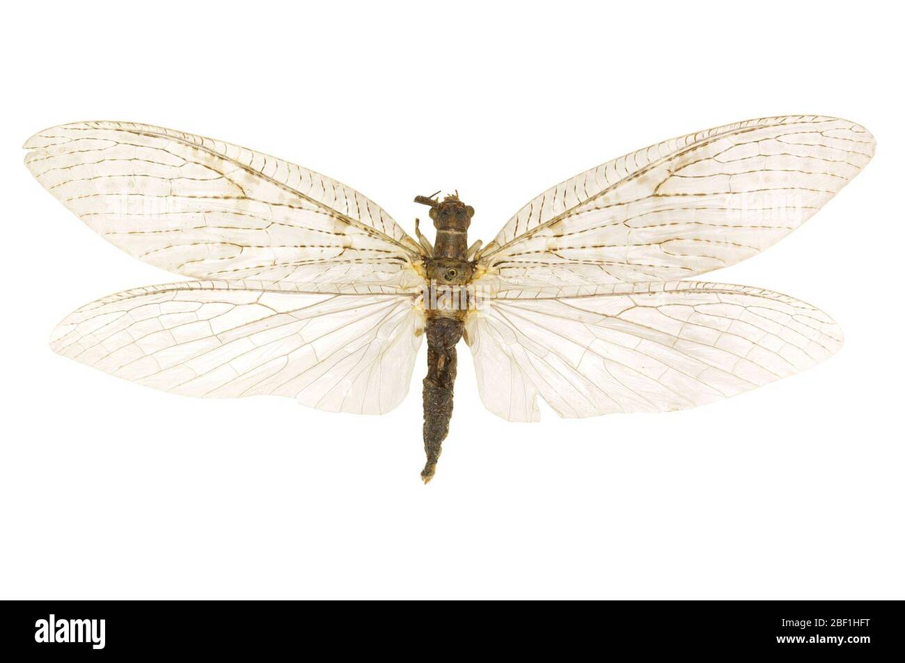 Fishfly estate. Questo oggetto fa parte della collezione Education and Outreach, alcuni dei quali sono nel centro di formazione scientifica Q?rius e disponibili per vedere.114 gennaio 2020 Foto Stock