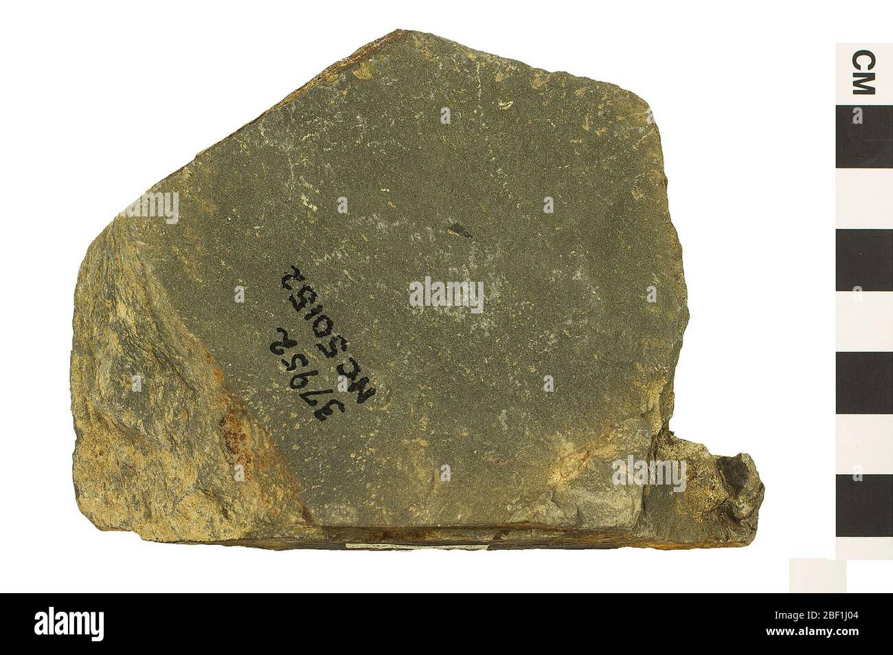 Gern. Semi Questo oggetto fa parte della collezione Education and Outreach, alcuni dei quali sono nel centro di formazione scientifica Q?rius e disponibili per See.Paleozoic - Permian114 gennaio 2020 Foto Stock