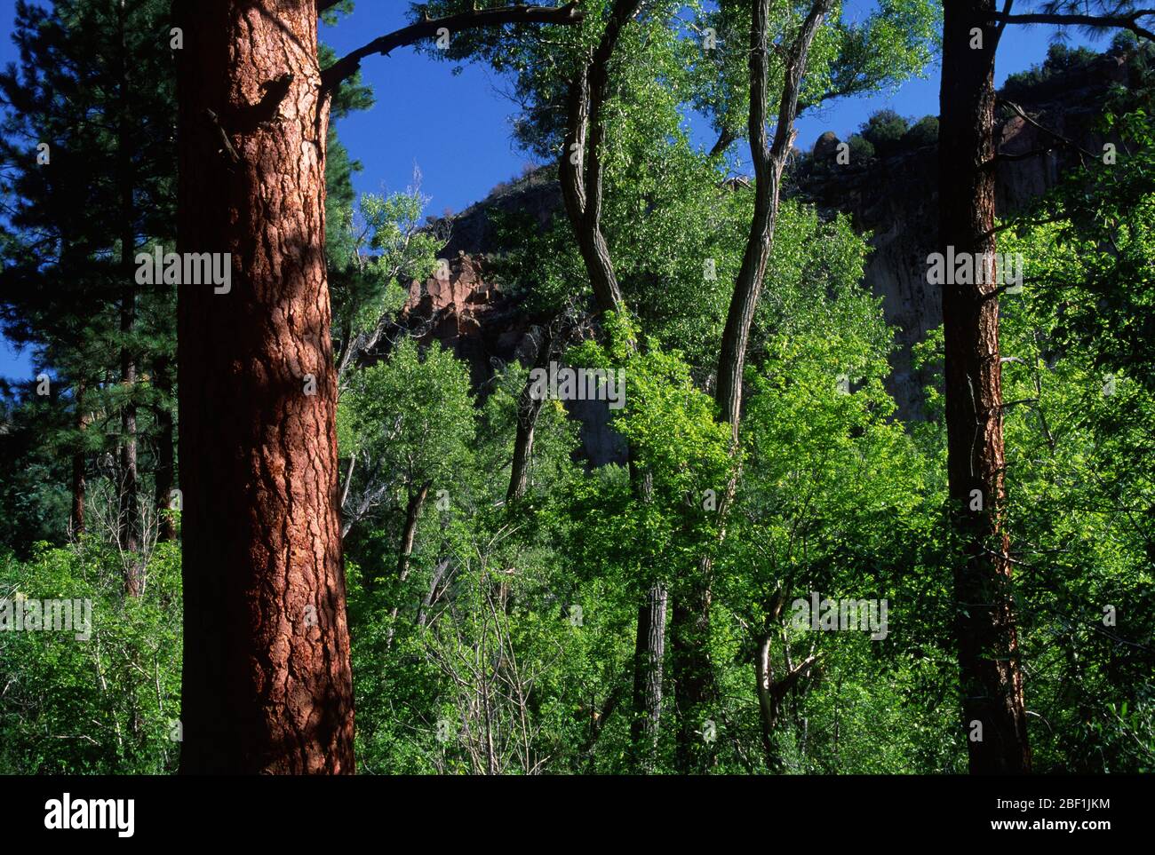 Pino Frijoles Canyon ponderosa, Bandelier National Monument, New Mexico Foto Stock