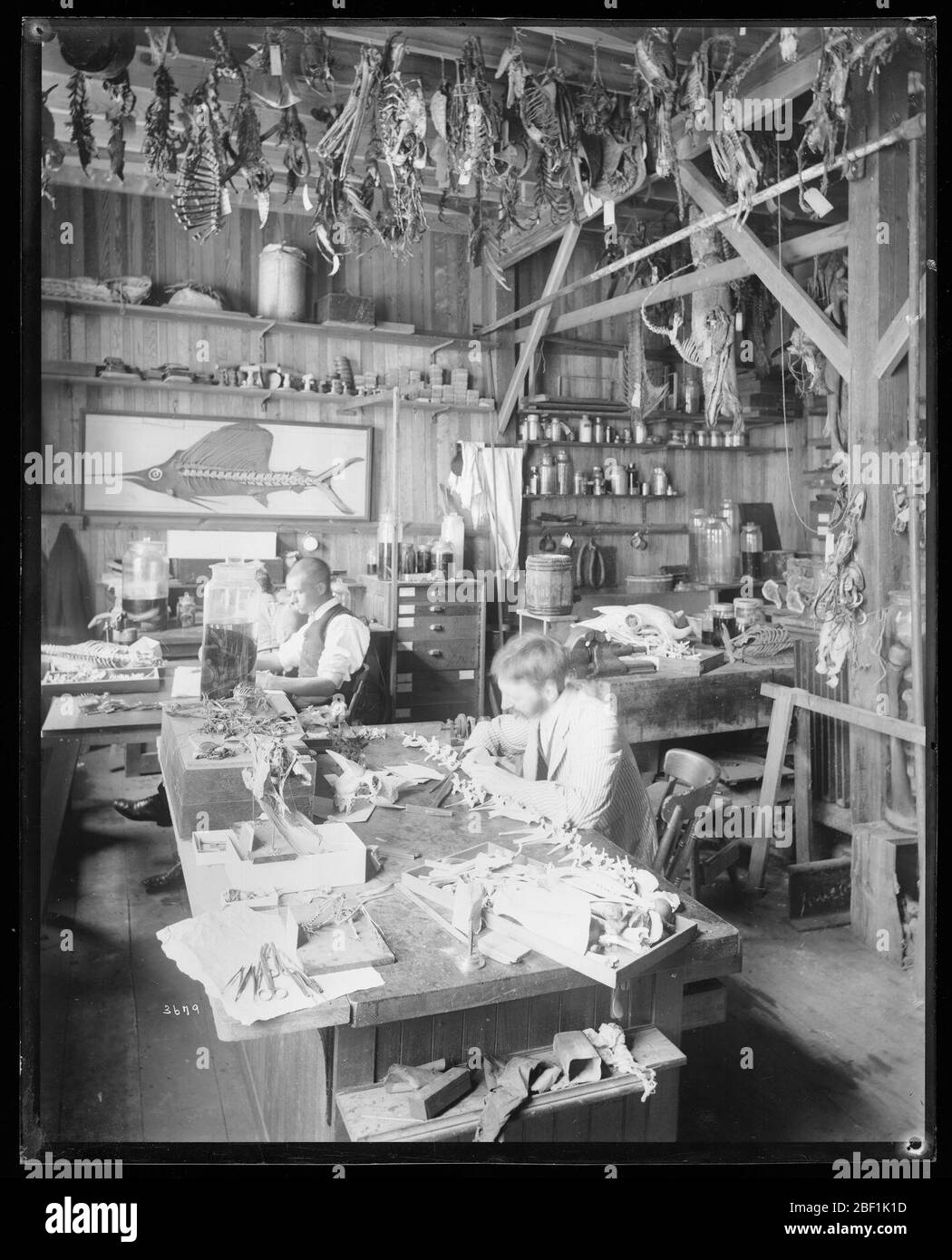 Personale che lavora nel Taxidermy Shop nella South Shed. Nota anche come 3679 e MNH-6068. Vedere anche unità di registrazione 95, riquadro 28, cartella 31A.Smithsonian Institution Archives, ACC. 11-007, Box 016, Image No. MNH-3679Smithsonian Institution Archives Capital Gallery, Suite 3000, MRC 507; 600 Maryland Avenue, SW; Washington, DC 20024-2520 Foto Stock