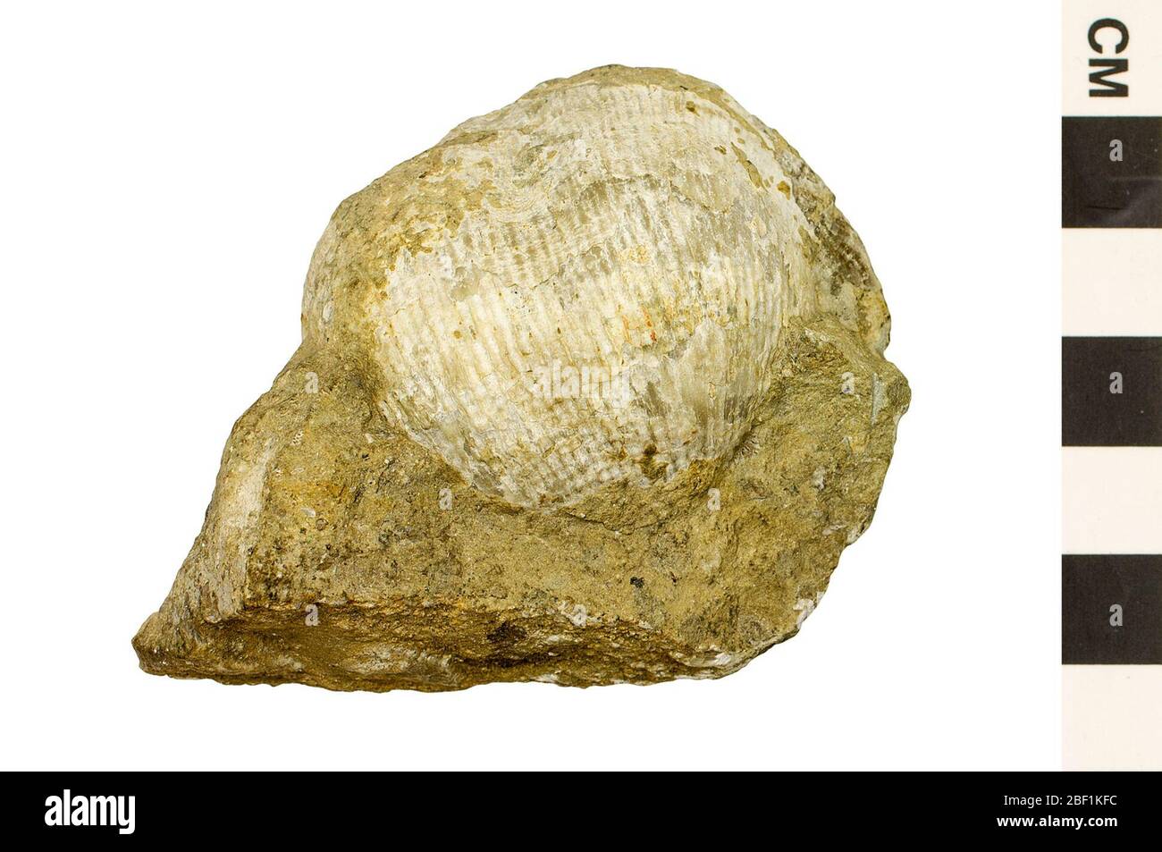 Brachiopod. Questo oggetto fa parte della collezione Educazione e sensibilizzazione, alcuni dei quali sono nel centro di formazione scientifica Q?rius e disponibili per See.Paleozoic - Carboniferous - Upper/Late114 gennaio 2020 Foto Stock