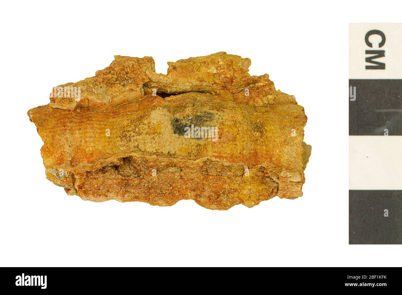 Corallo fossile Horn. Questo oggetto fa parte della collezione Educazione e sensibilizzazione, alcuni dei quali sono nel centro di formazione scientifica Q?rius e disponibili per See.Paleozoic - Carboniferous - Lower/Early114 Gen 2020. Louis calcare Foto Stock