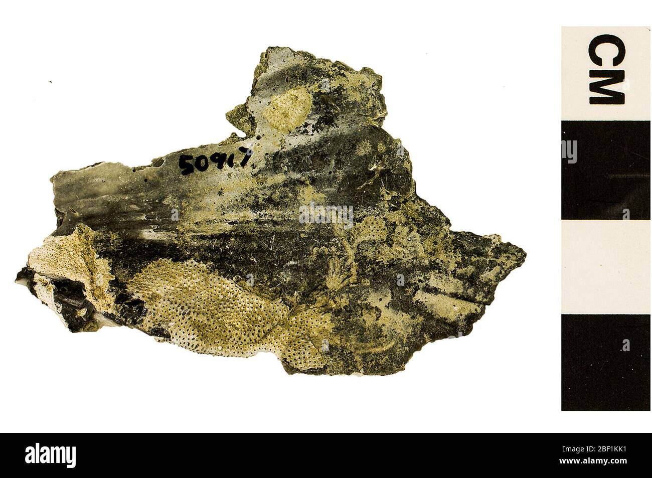 Corallo di pietra. Questo oggetto fa parte della collezione Educazione e sensibilizzazione, alcuni dei quali sono nel centro di formazione scientifica Q?rius e disponibili per See.Cenozoic - Neogene - Pliocene114 Jan 20202020Yorktown Foto Stock