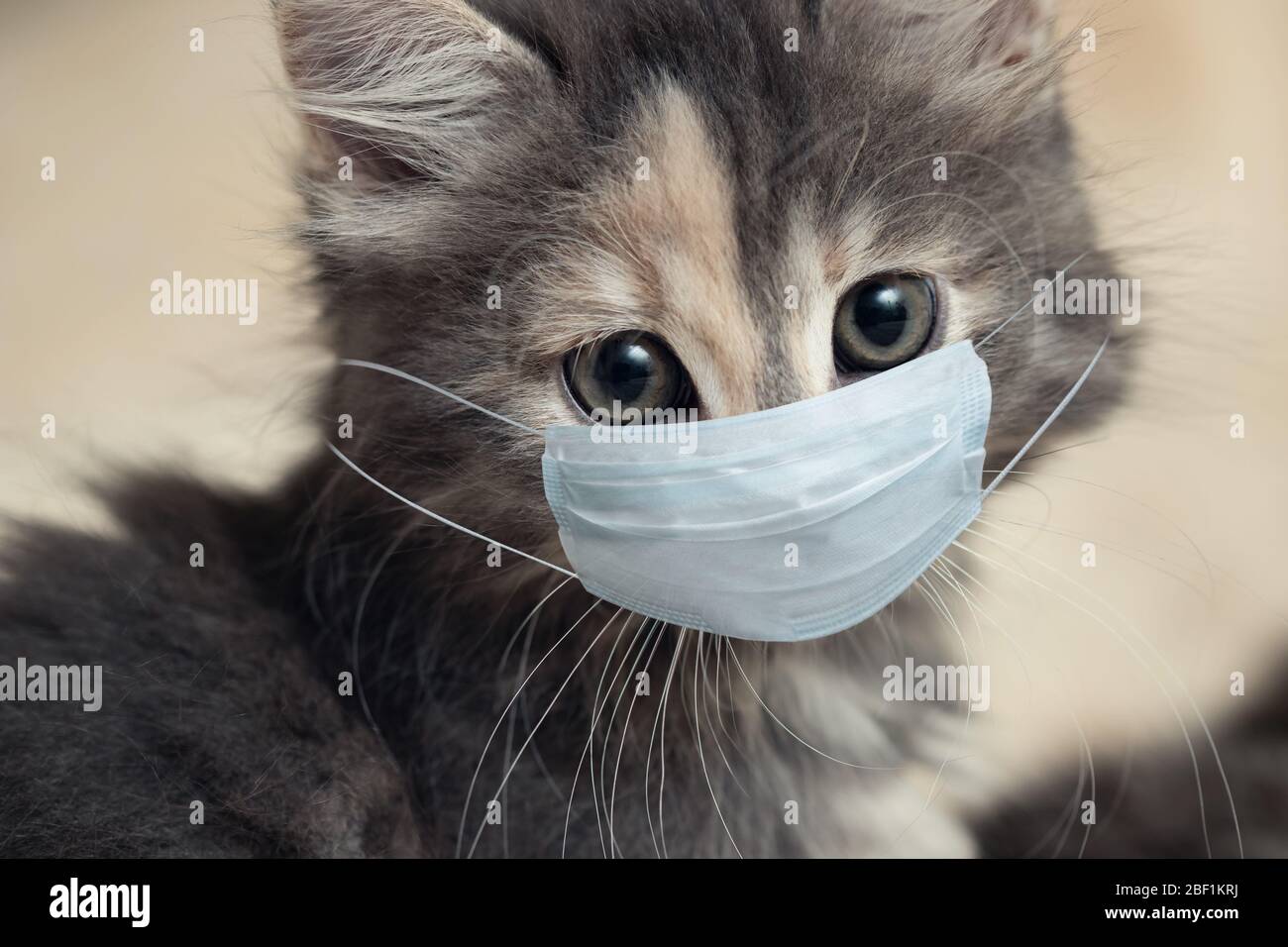 Gattino in una maschera medica protettiva. Proteggere e fermare la diffusione del concetto di coronavirus. Foto Stock