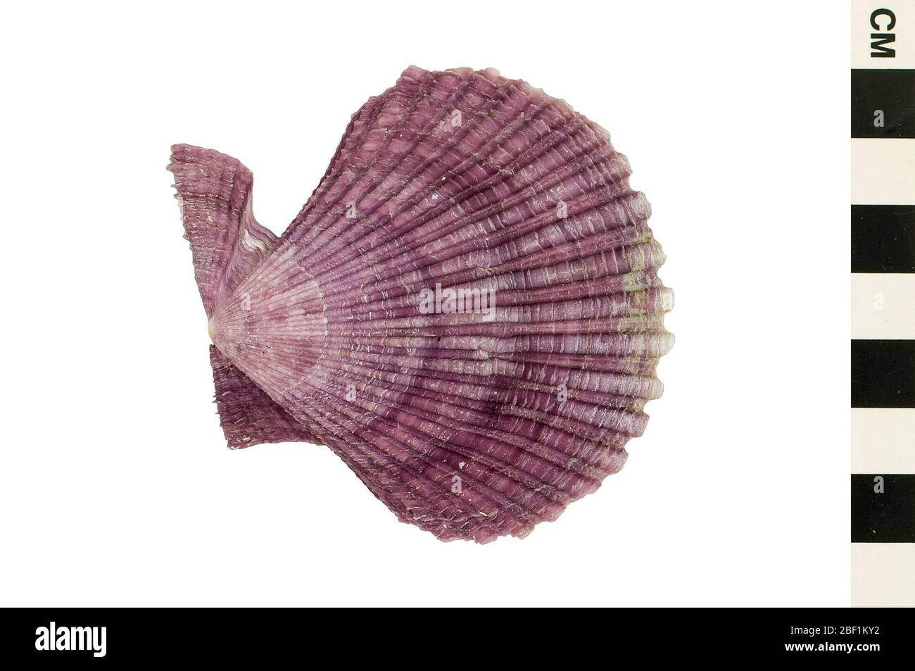 Glorioso Scallop. Questo oggetto fa parte della collezione Education and Outreach, alcuni dei quali sono nel centro di formazione scientifica Q?rius e disponibili per vedere.714 gennaio 2020 Foto Stock