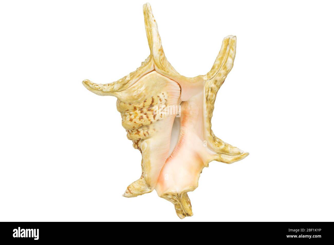 Conch. Conch. Ragno. Questo oggetto fa parte della collezione Education and Outreach, alcuni dei quali sono nel centro di formazione scientifica Q?rius e disponibili per vedere.114 gennaio 2020 Foto Stock