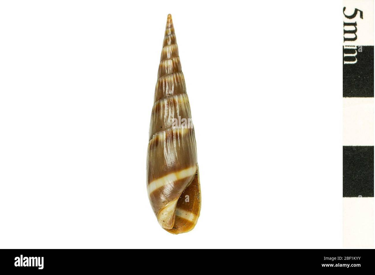 Coclea composta coclea a stigillata. Questo oggetto fa parte della collezione Education and Outreach, alcuni dei quali sono nel centro di formazione scientifica Q?rius e disponibili per vedere.1114 gennaio 2020 Foto Stock