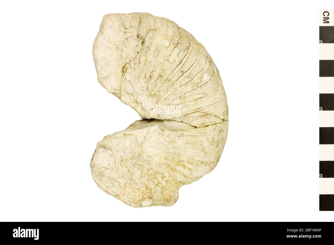 Ammonite. Questo oggetto fa parte della collezione Educazione e sensibilizzazione, alcuni dei quali sono nel centro di formazione scientifica Q?rius e disponibili per SEE.Mesozoic - Cretaceous - Lower/Early114 Jan 2020 Foto Stock