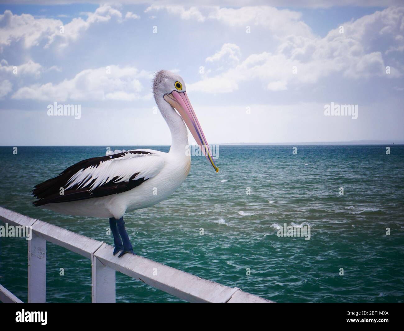 Grande Pelican sul Molo di Urangan, Hervey Bay Foto Stock