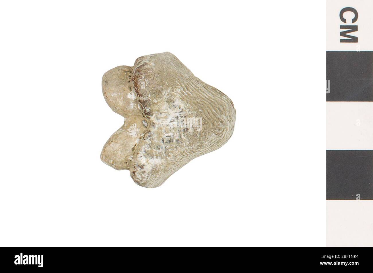 Elastobramificazione. Questo oggetto fa parte della collezione Educazione e sensibilizzazione, alcuni dei quali sono nel centro di formazione scientifica Q?rius e disponibili per See.Mesozoic - Cretaceous - Upper/Late114 Jan 20202020Carlile Shale Foto Stock
