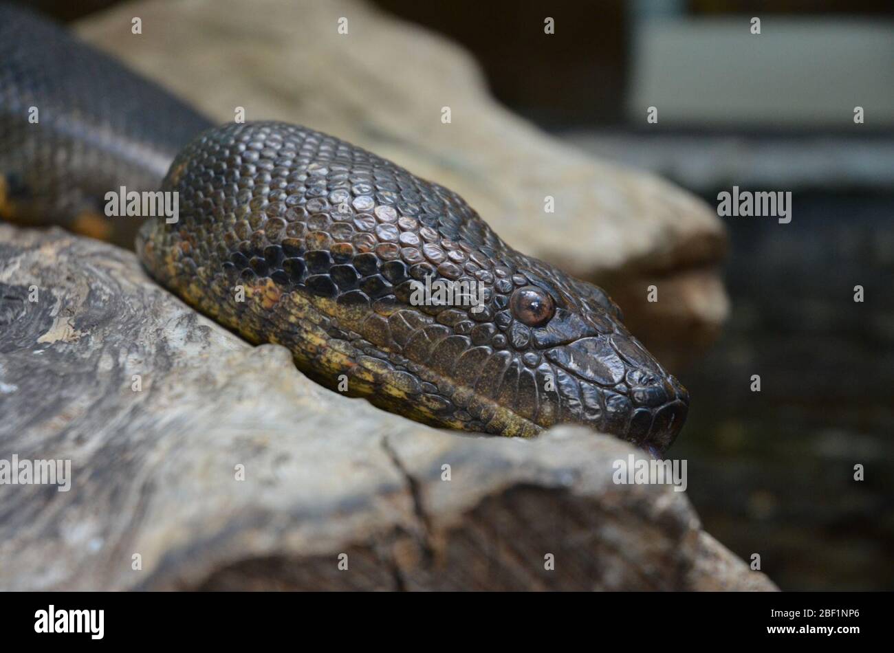 Anaconda verde. Specie: Murinus,genere: Eunectes,Famiglia: Boidae,Ordine: SQUAMATA,Classe: Reptilia,Phylum: Chordata,Regno: Animalia,Rettile,serpente Foto Stock