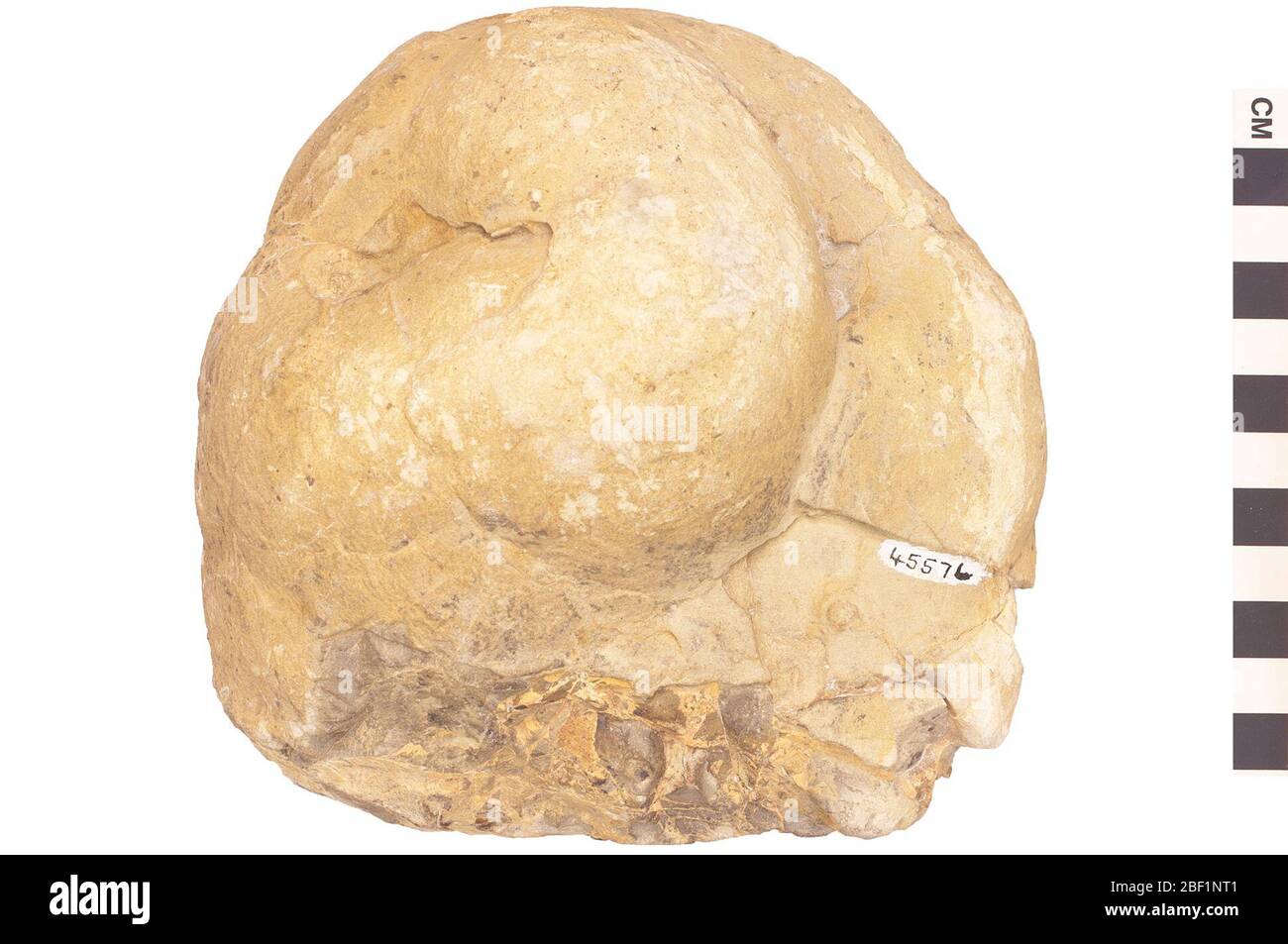 Roccia sedimentaria nodulo settario. Questo oggetto fa parte della collezione Education and Outreach, alcuni dei quali sono nel centro di formazione scientifica Q?rius e disponibili per vedere.114 gennaio 2020 Foto Stock