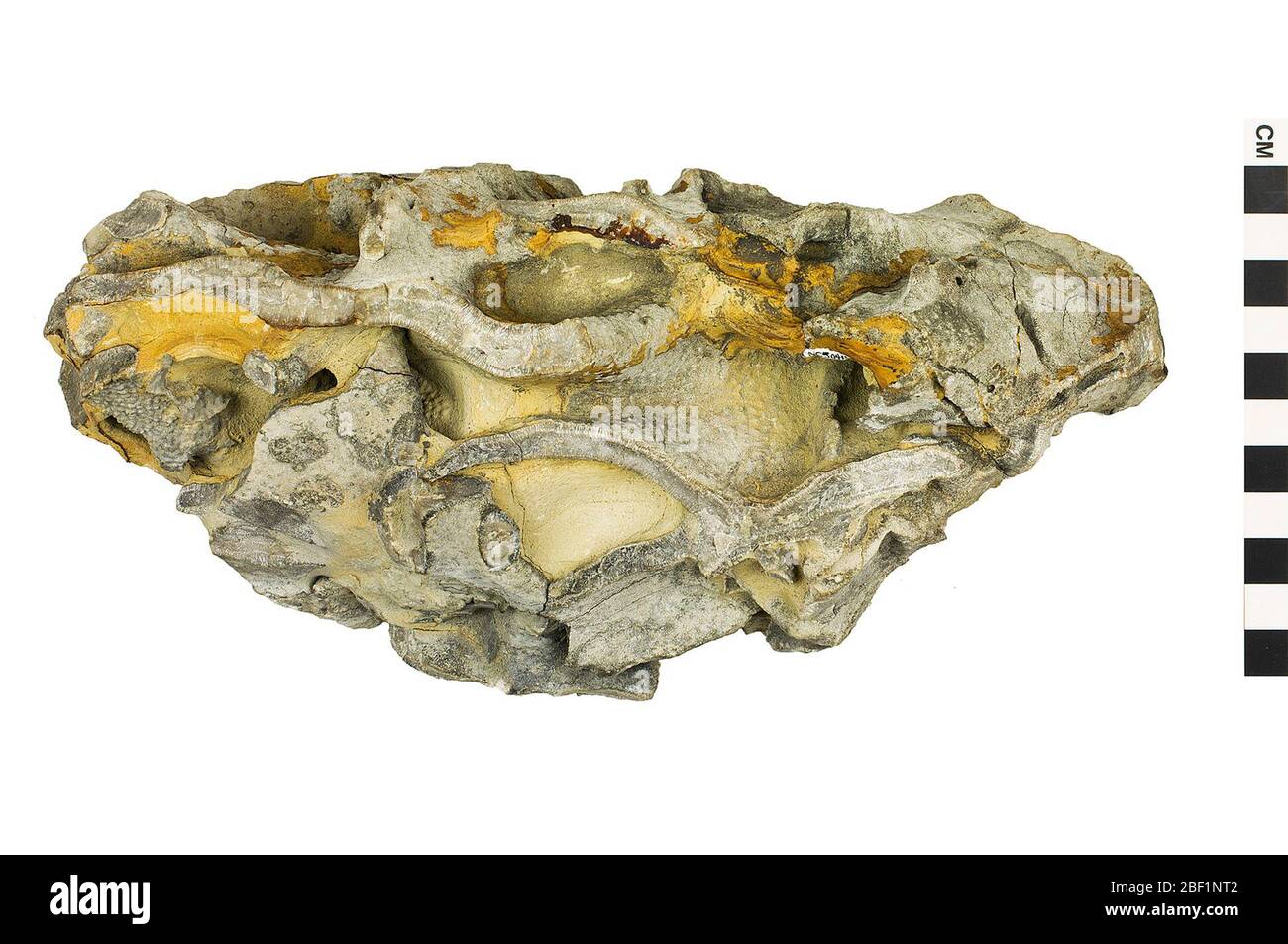 Bryozoo. Questo oggetto fa parte della collezione Educazione e sensibilizzazione, alcuni dei quali sono nel centro di formazione scientifica Q?rius e disponibili per See.Paleozoic - Ordovician - Late214 gennaio 2020 Foto Stock