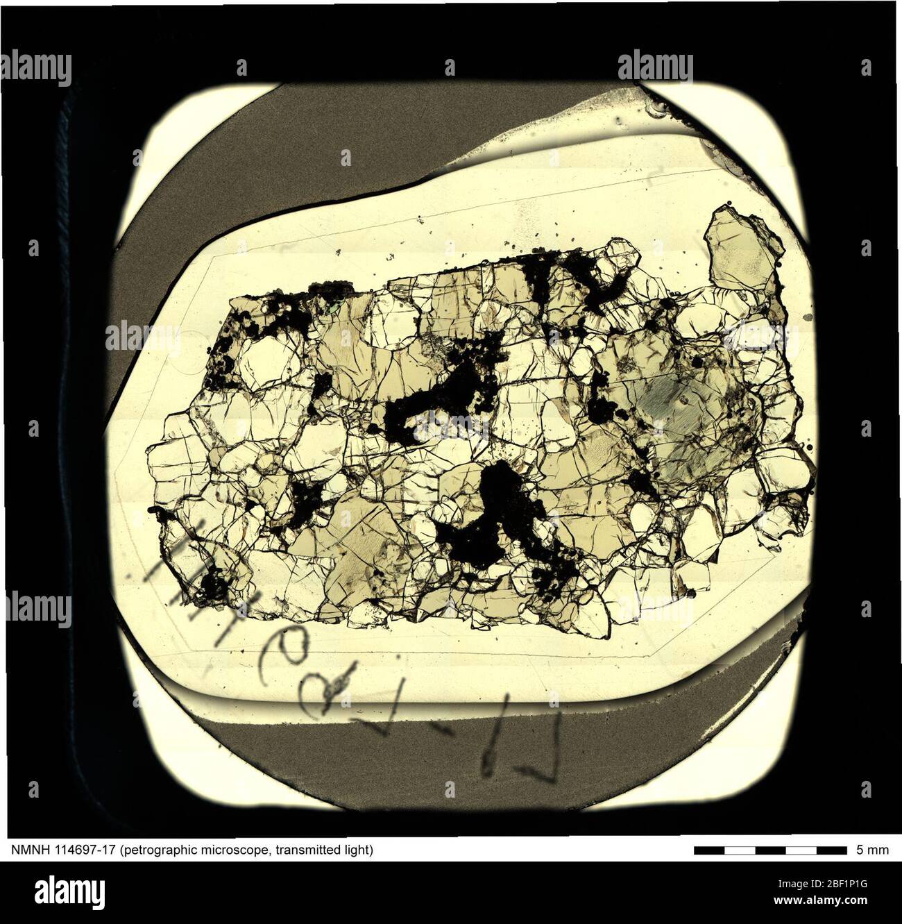 Micrografia a luce trasmessa di Lherzolite (114697-17) dalla National Rock & ore Collection. Include etichetta e scala. Foto Stock