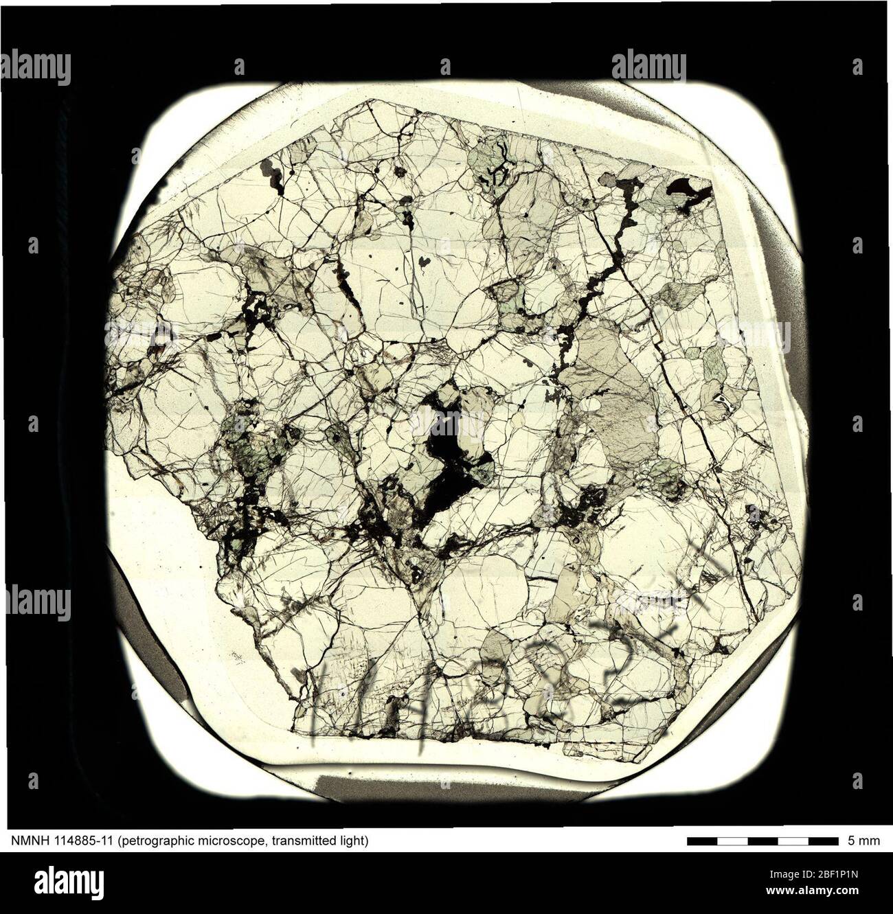 Micrografia a luce trasmessa di Lherzolite (114885-11) dalla National Rock & ore Collection. Include etichetta e scala. Foto Stock