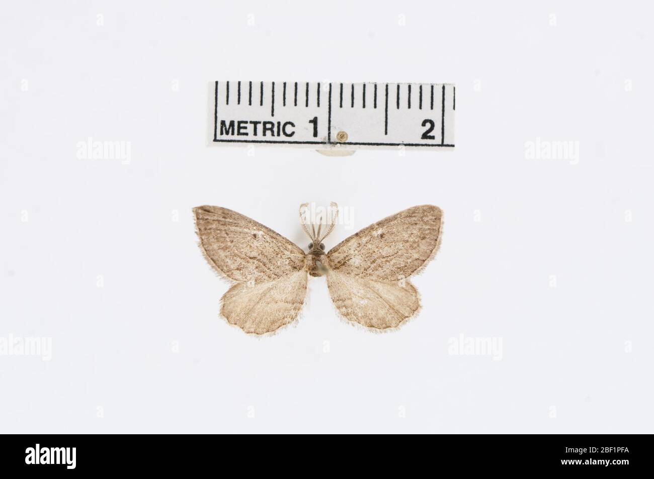 Selidosema aetalodaria. Maschio/ 'genitalia on slide dec 14, 1937; jfgc n° 1407'/'lectotype desig. Rindge 1970 Cleora aethalodaria Dyar'/4 Jan 20181 Foto Stock