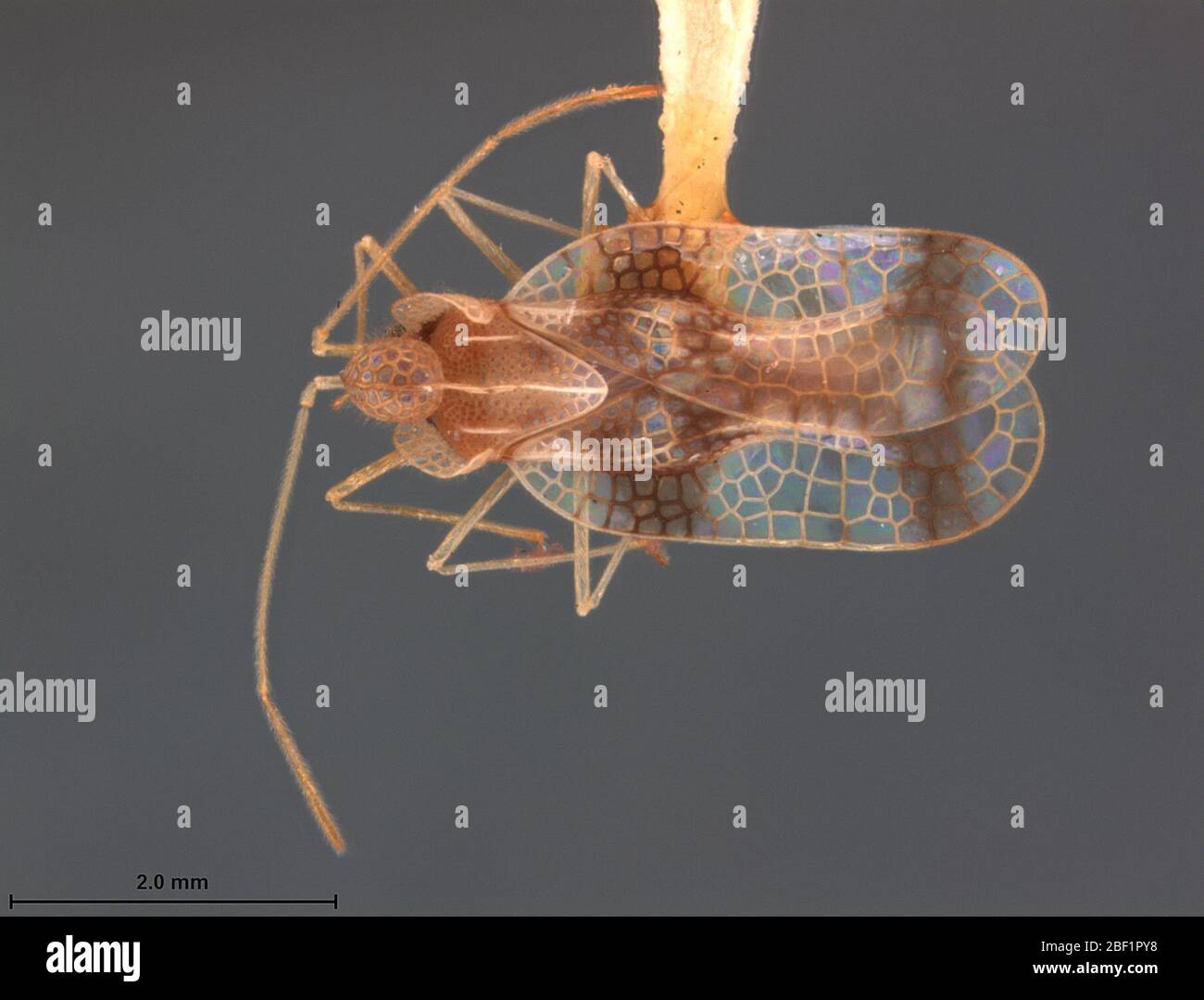 Stephanitis svensoni. 13 Apr 20171 Foto Stock