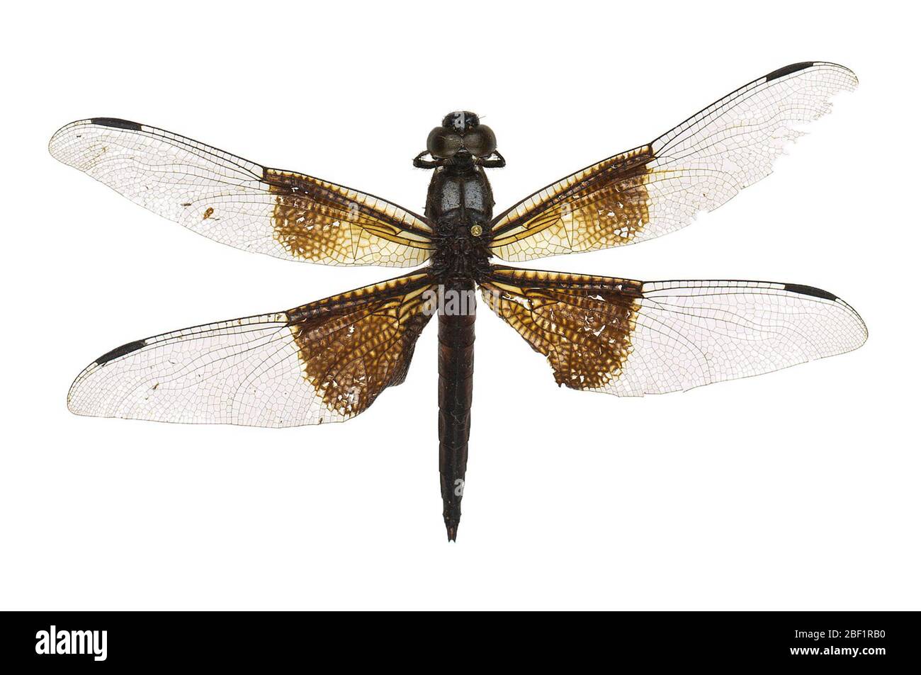 Vedova Skimmer. Questo oggetto fa parte della collezione Education and Outreach, alcuni dei quali sono nel centro di formazione scientifica Q?rius e disponibili per vedere.114 gennaio 2020 Foto Stock