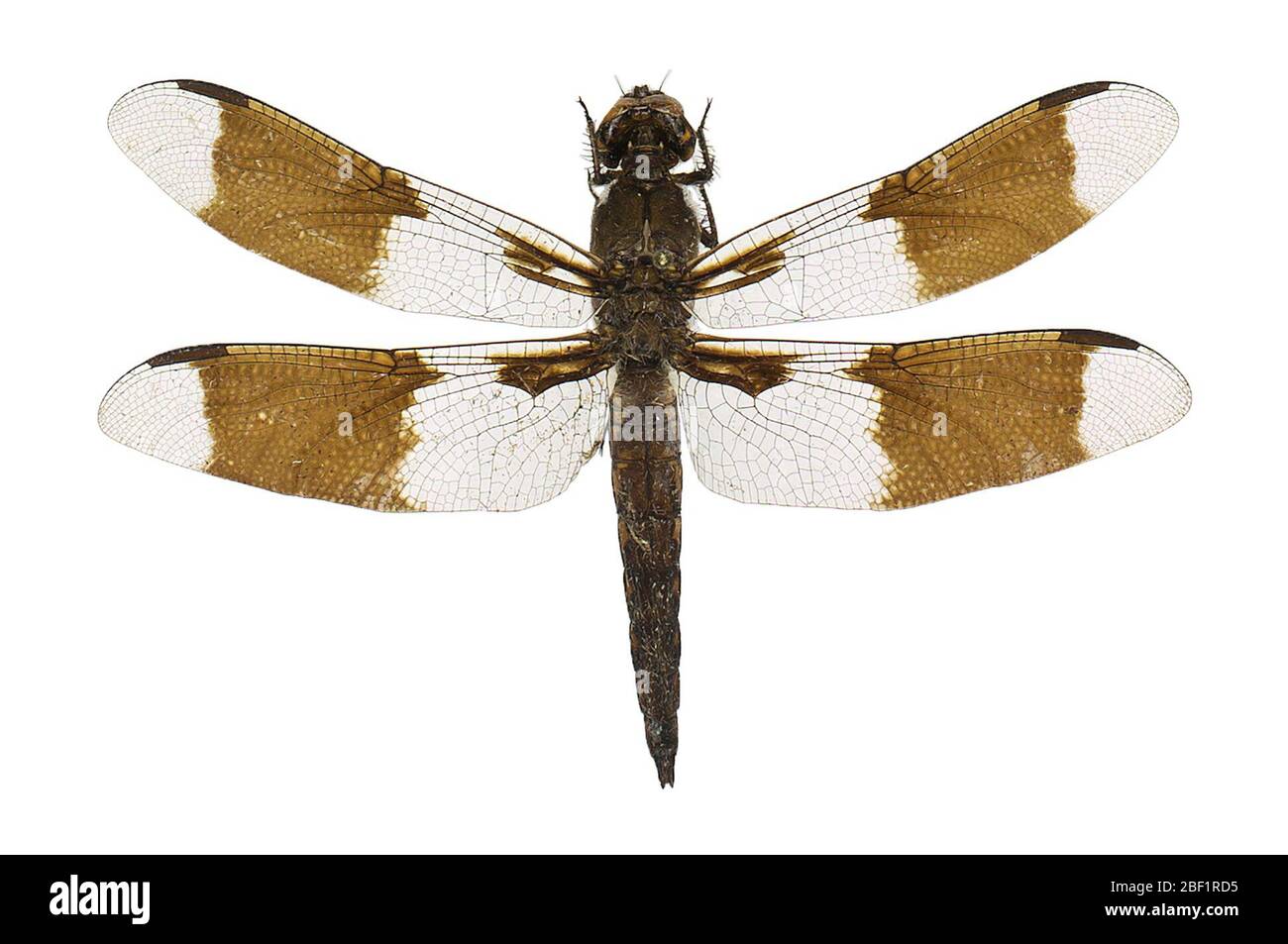 Comune Whitetail comune Skimmer comune Skimmer. Questo oggetto fa parte della collezione Education and Outreach, alcuni dei quali sono nel centro di formazione scientifica Q?rius e disponibili per vedere.114 gennaio 2020 Foto Stock