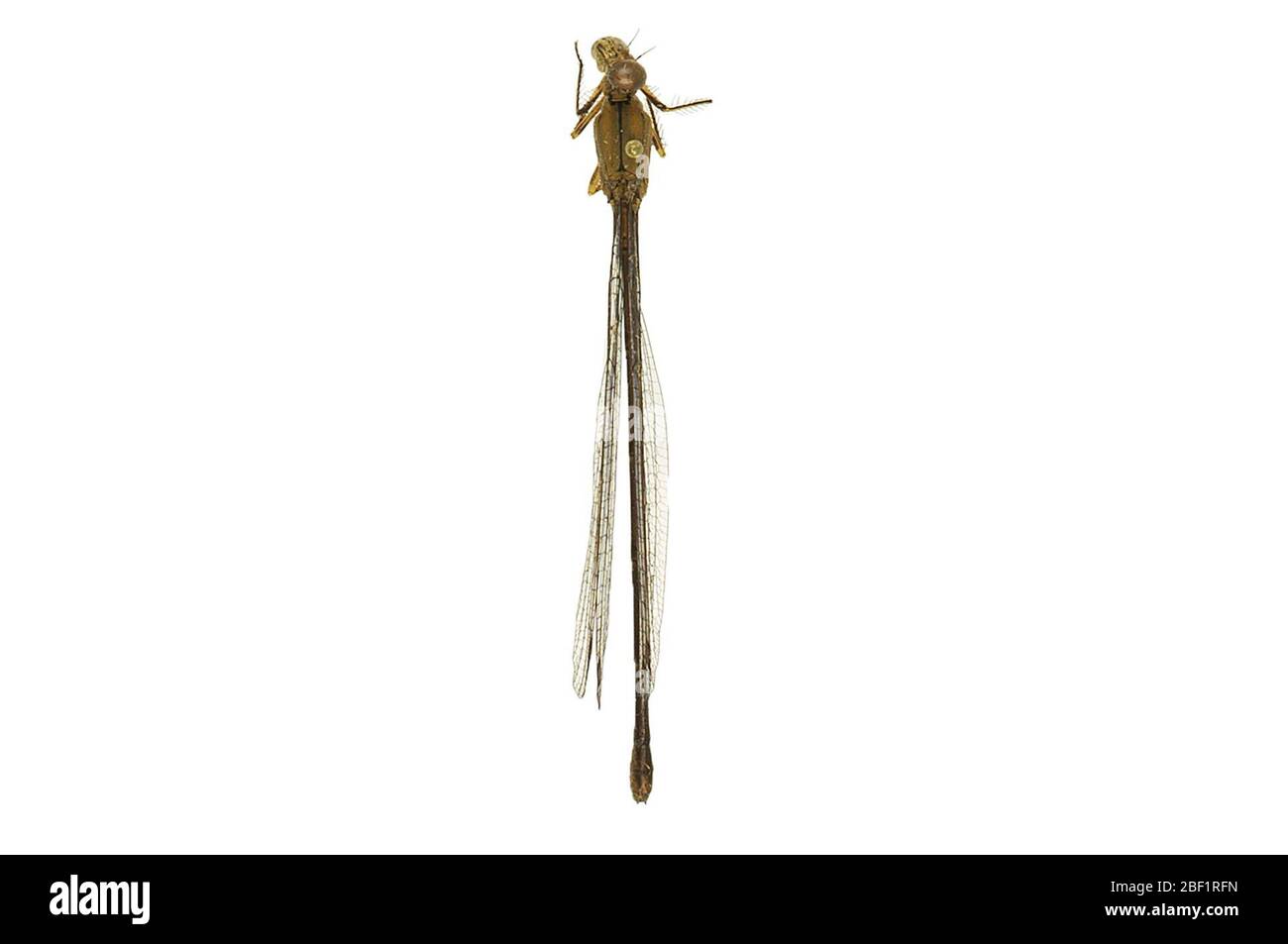 Danzer Dasselfly in polvere. Questo oggetto fa parte della collezione Education and Outreach, alcuni dei quali sono nel centro di formazione scientifica Q?rius e disponibili per vedere.114 gennaio 2020 Foto Stock