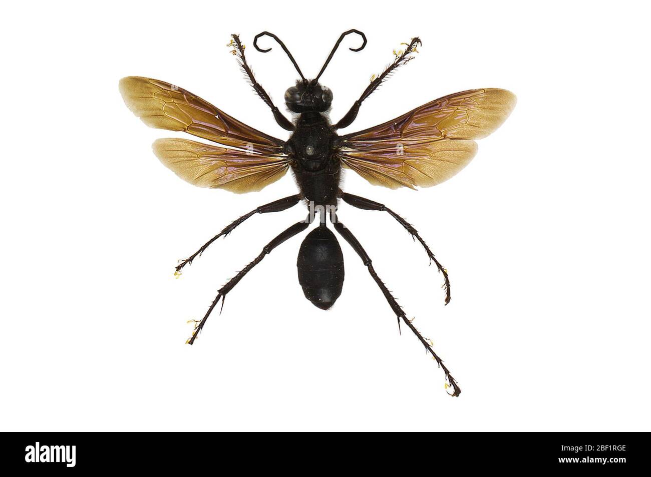 Grande Wasp nero. Questo oggetto fa parte della collezione Education and Outreach, alcuni dei quali sono nel centro di formazione scientifica Q?rius e disponibili per vedere.114 gennaio 2020 Foto Stock