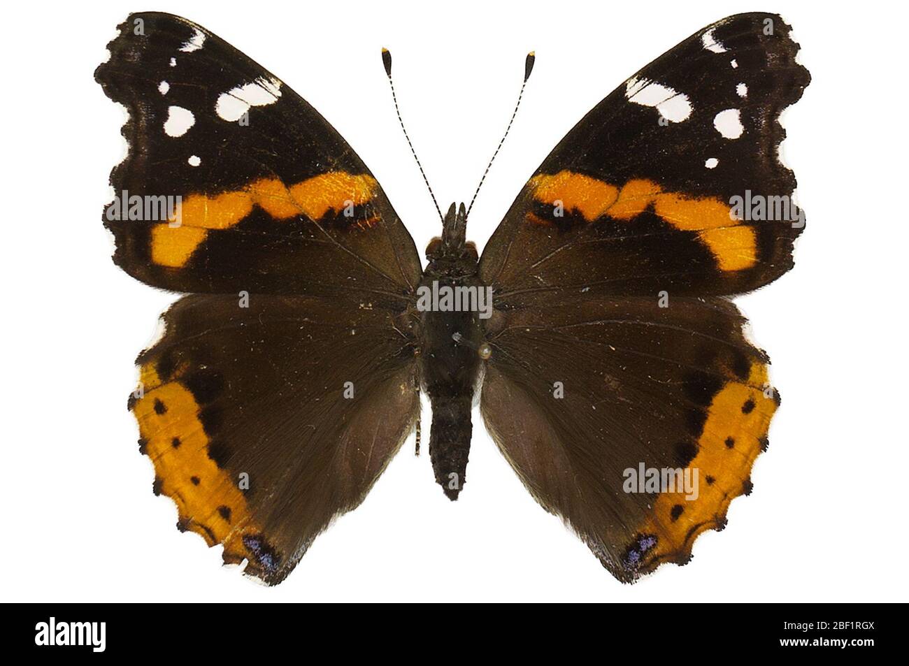 Ammiraglio rosso. Questo oggetto fa parte della collezione Education and Outreach, alcuni dei quali sono nel centro di formazione scientifica Q?rius e disponibili per vedere.114 gennaio 2020 Foto Stock