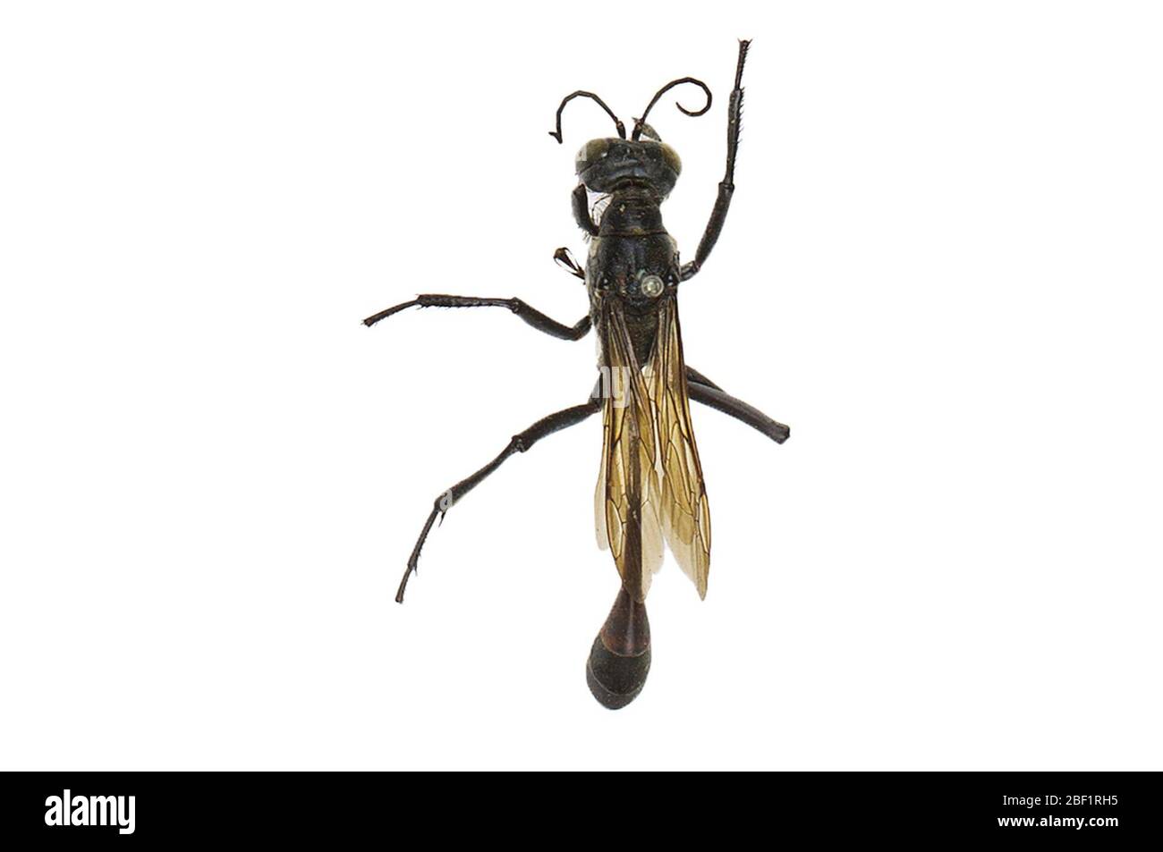 WASP. Threadwaited comune Questo oggetto fa parte della collezione Education and Outreach, alcuni dei quali sono nel centro di formazione scientifica Q?rius e disponibili per vedere.114 gennaio 2020 Foto Stock