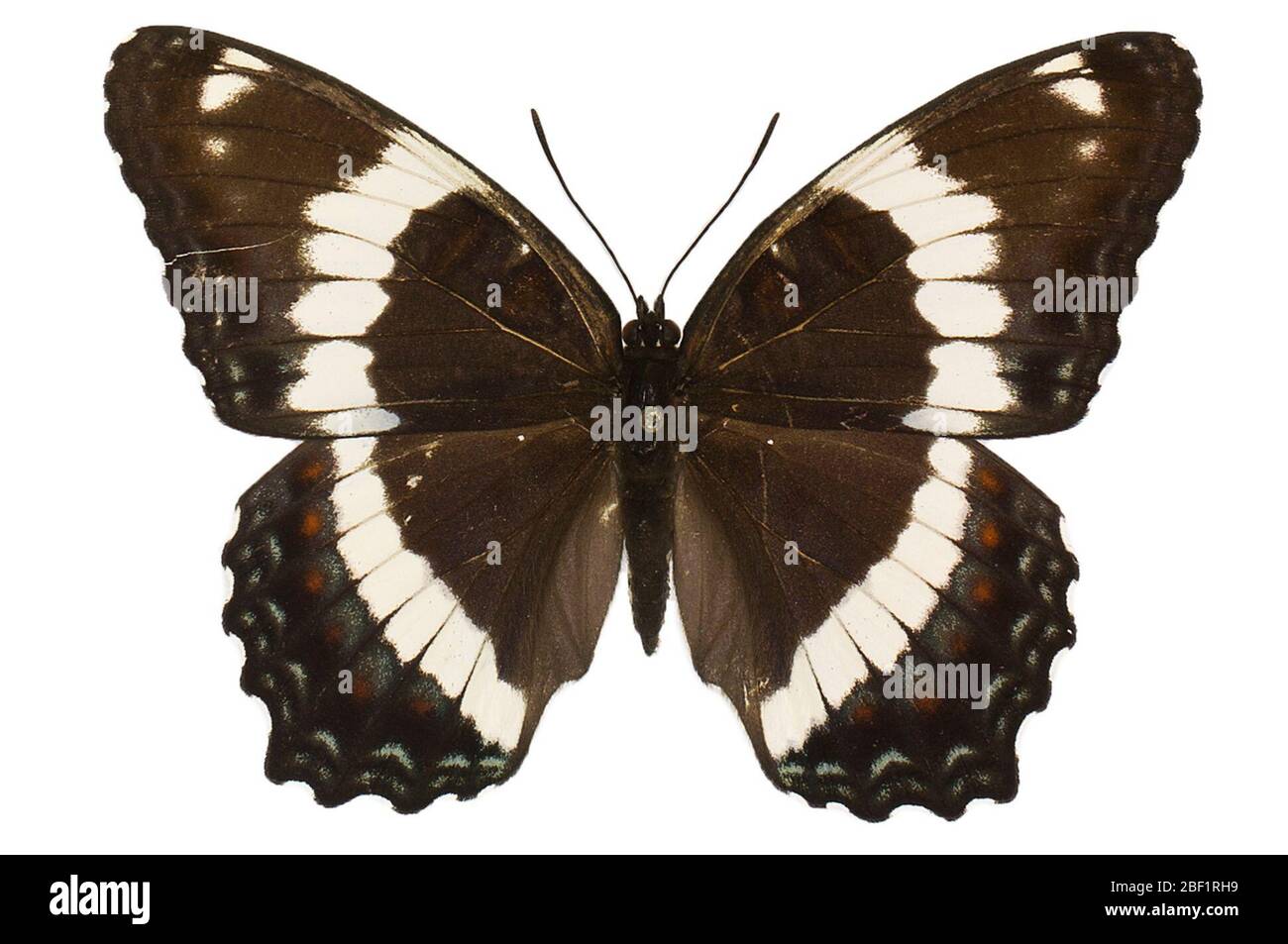 Ammiraglio bianco. Questo oggetto fa parte della collezione Education and Outreach, alcuni dei quali sono nel centro di formazione scientifica Q?rius e disponibili per vedere.114 gennaio 2020 Foto Stock