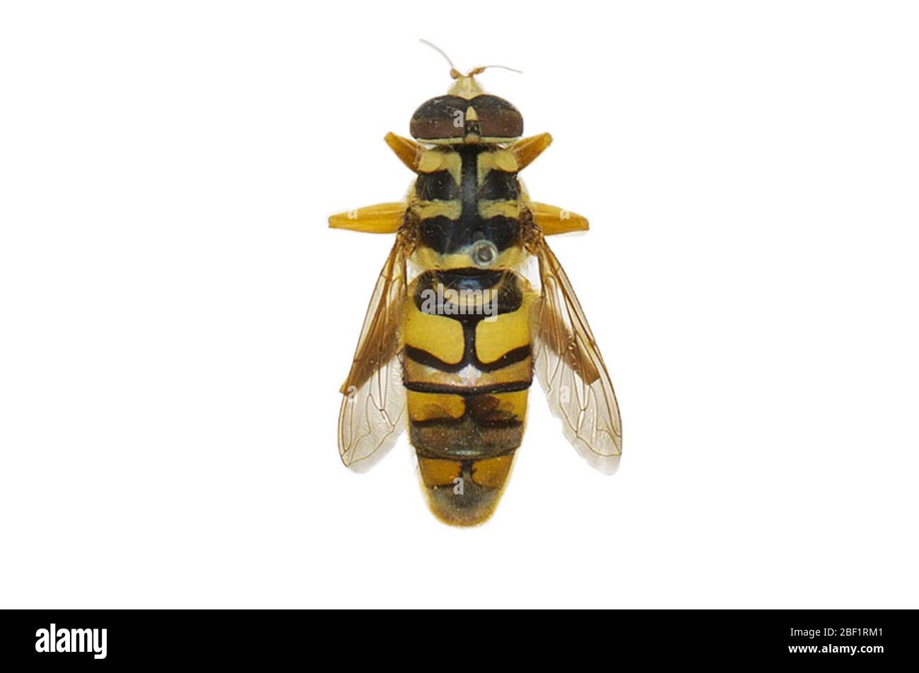 Hoverfly Yellow Jacket Hover Fly. Questo oggetto fa parte della collezione Education and Outreach, alcuni dei quali sono nel centro di formazione scientifica Q?rius e disponibili per vedere.114 gennaio 2020 Foto Stock