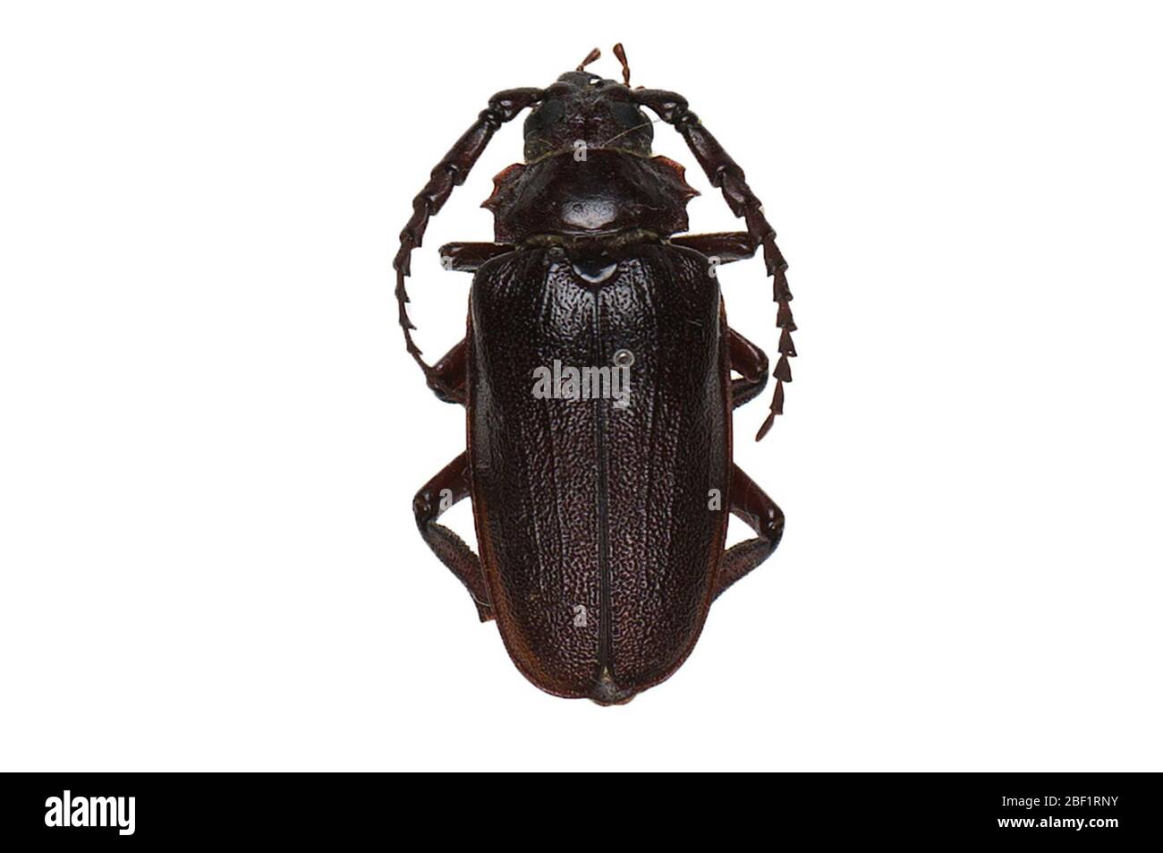 Tilehorn Pionus. Questo oggetto fa parte della collezione Education and Outreach, alcuni dei quali sono nel centro di formazione scientifica Q?rius e disponibili per vedere.114 gennaio 2020 Foto Stock