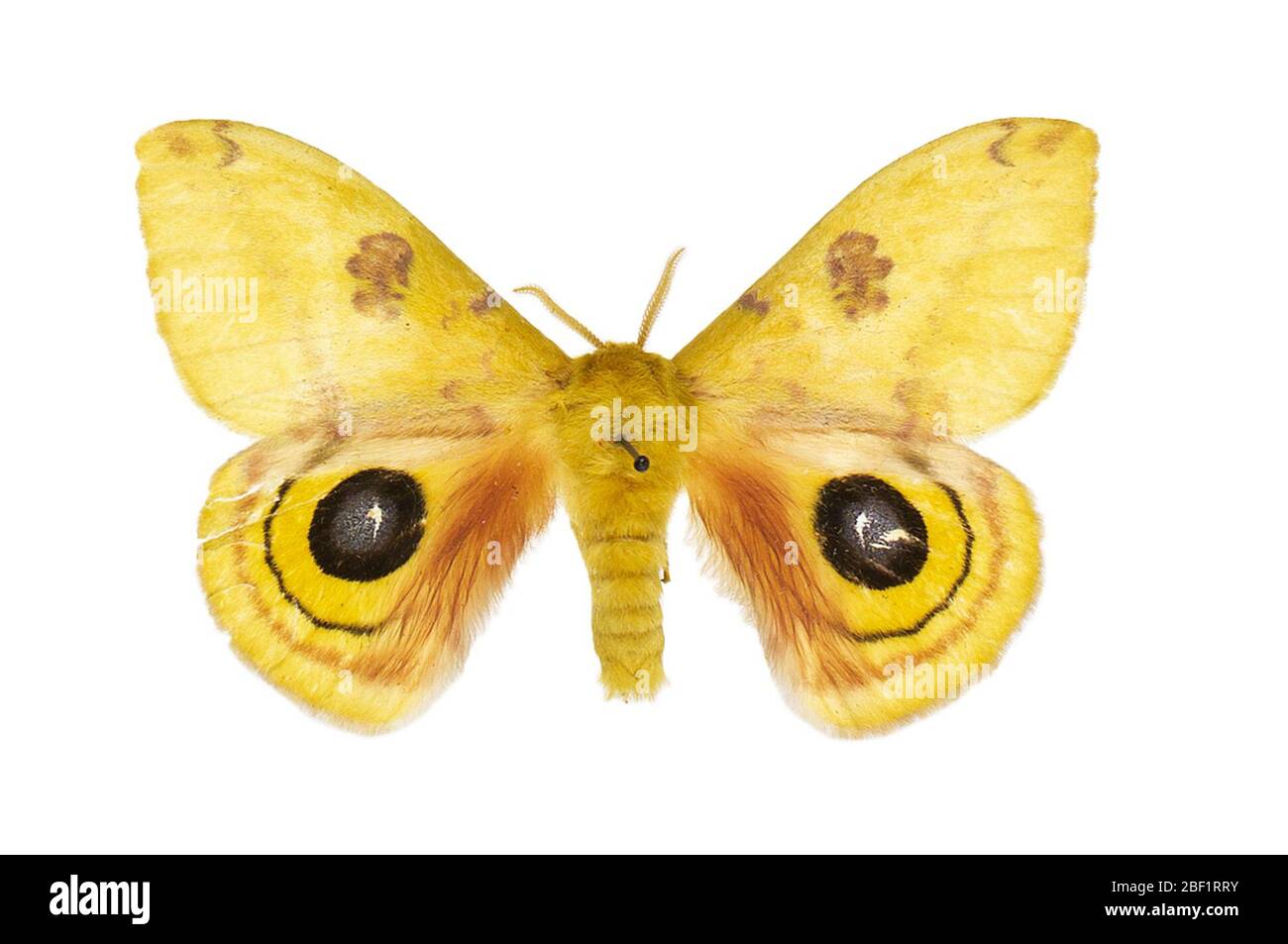 Io Moth. Questo oggetto fa parte della collezione Education and Outreach, alcuni dei quali sono nel centro di formazione scientifica Q?rius e disponibili per vedere.114 gennaio 2020 Foto Stock