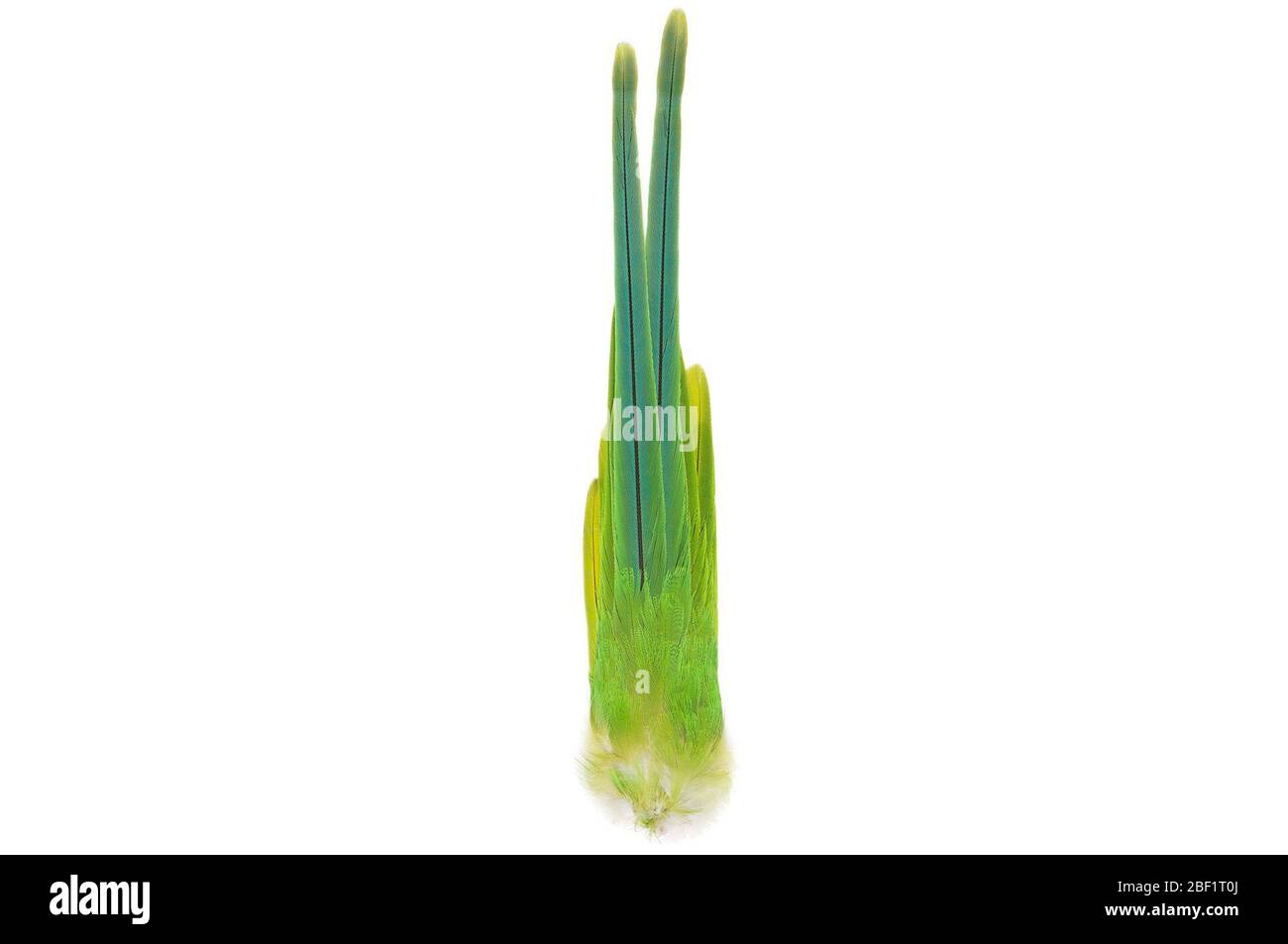 Parakeet Roseringed. Questo oggetto fa parte della collezione Education and Outreach, alcuni dei quali sono nel centro di formazione scientifica Q?rius e disponibili per vedere.114 gennaio 2020 Foto Stock