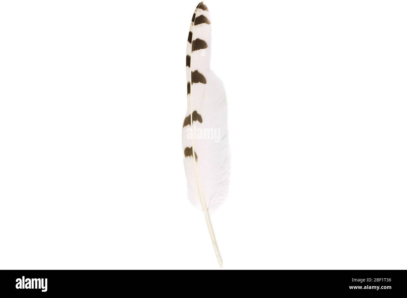 Gufo nevoso. Questo oggetto fa parte della collezione Education and Outreach, alcuni dei quali sono nel centro di formazione scientifica Q?rius e disponibili per vedere.114 gennaio 2020 Foto Stock