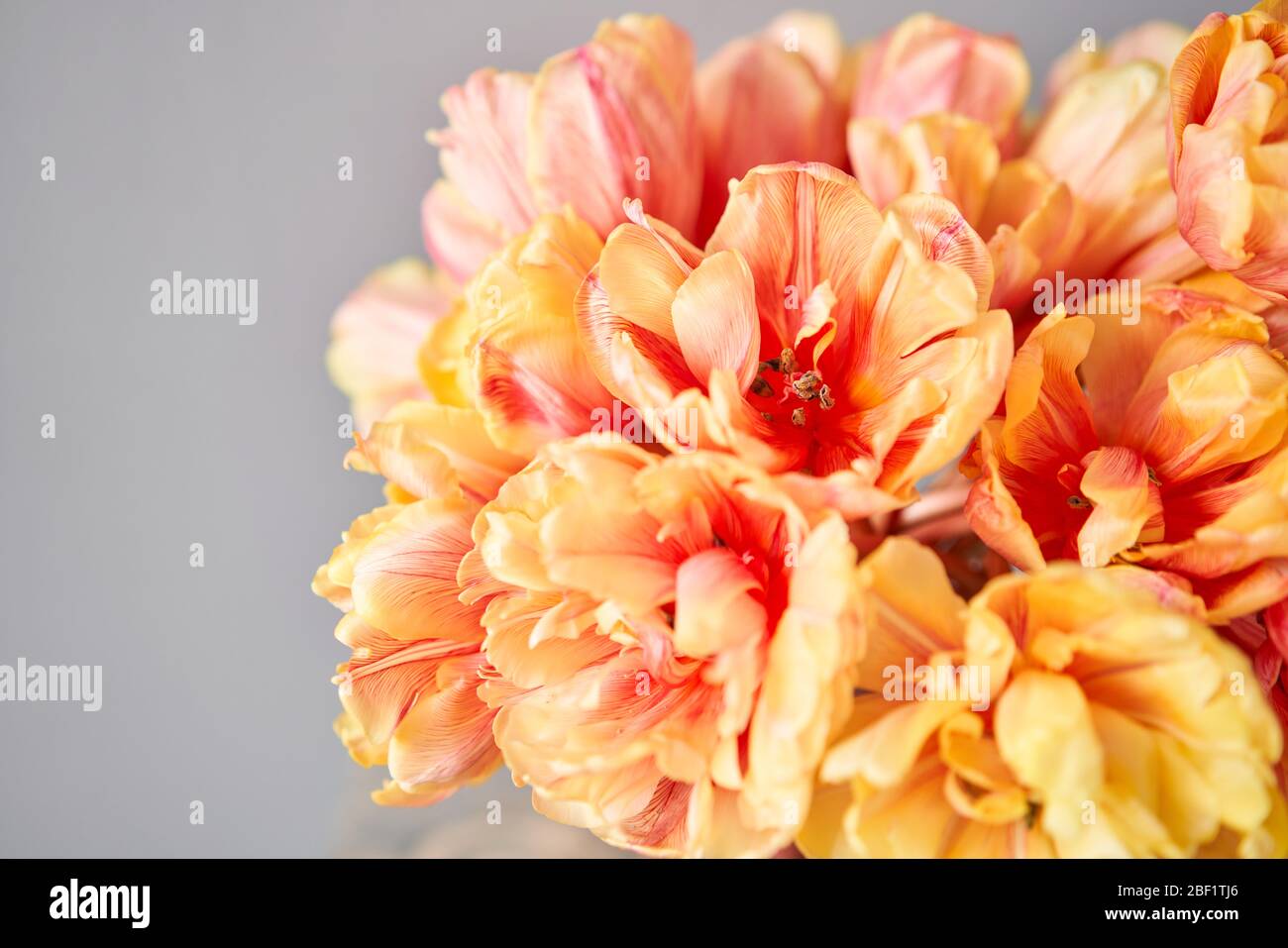 Bella arancio e con striature rosse tulipani in vaso. Fiore sfondo. Sfondo Floreale. Spazio di copia Foto Stock