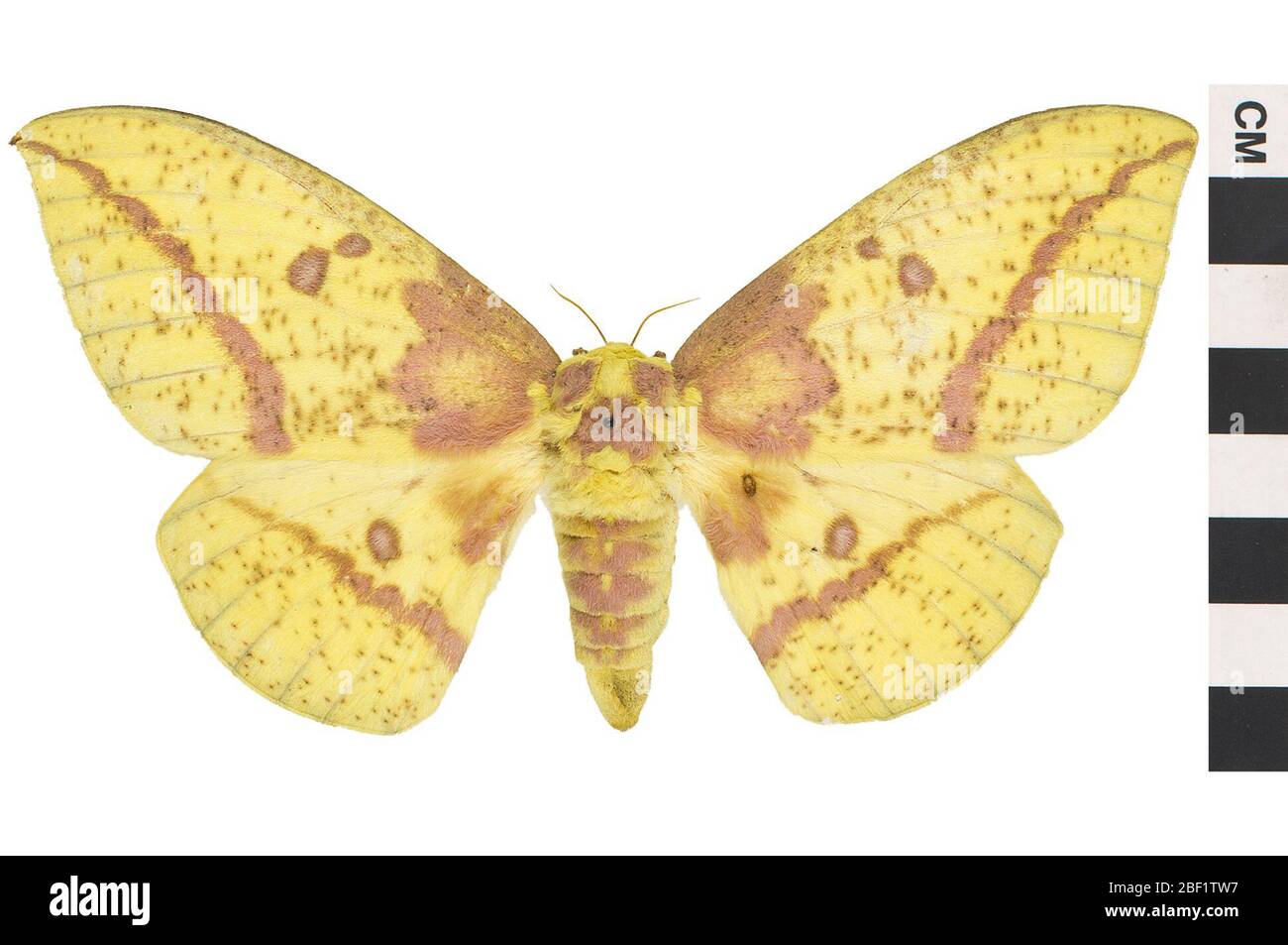 Imperial Moth. Questo oggetto fa parte della collezione Education and Outreach, alcuni dei quali sono nel centro di formazione scientifica Q?rius e disponibili per vedere.114 gennaio 2020 Foto Stock
