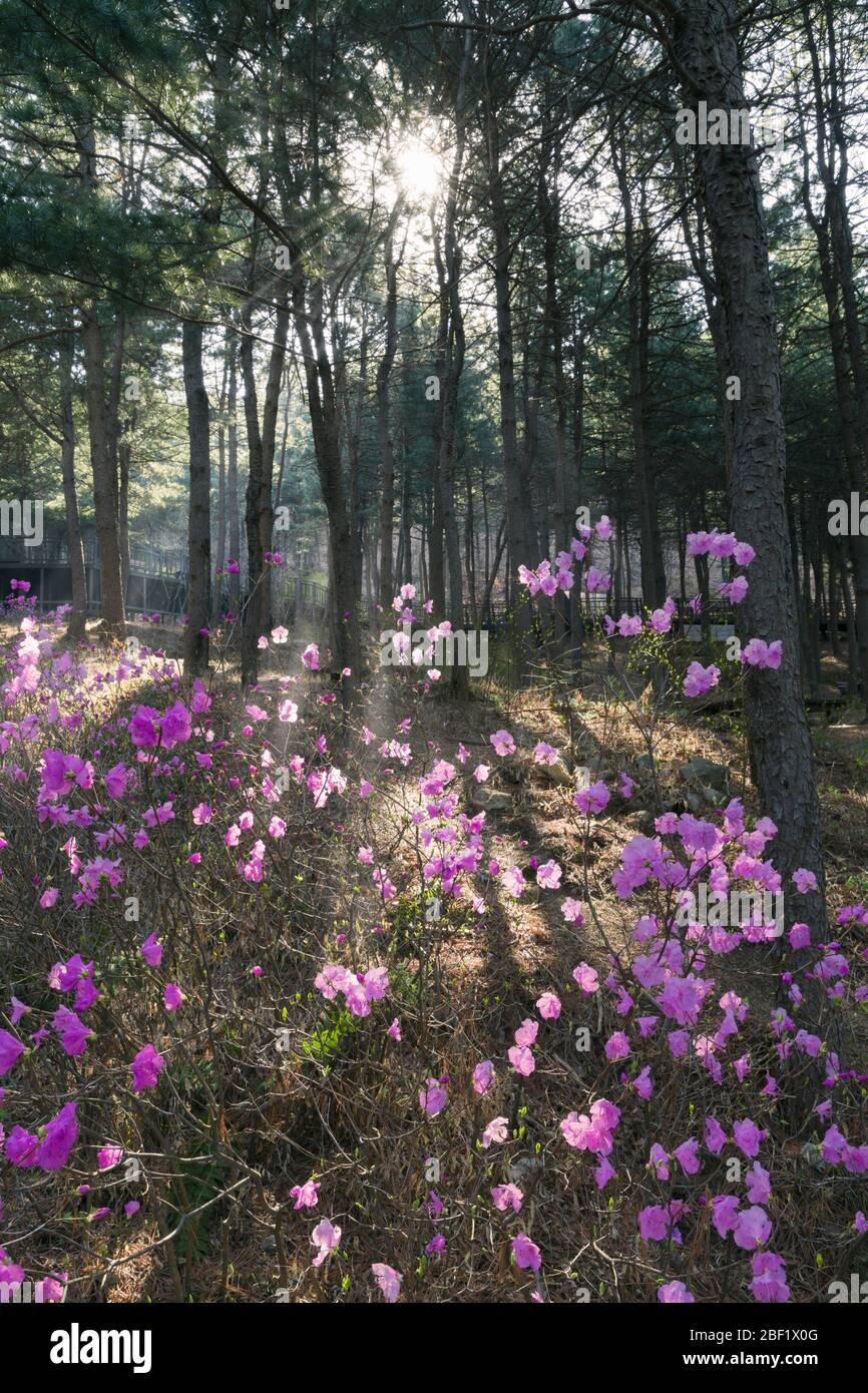 Fiori di rododendro con luce del sole del mattino nella foresta Foto Stock