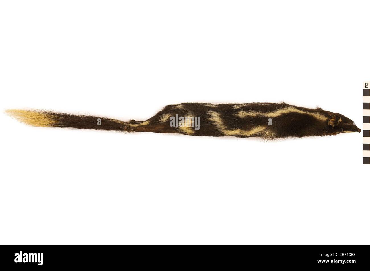 Spotted Skunk Eastern Spotted Skunk. Questo oggetto fa parte della collezione Education and Outreach, alcuni dei quali sono nel centro di formazione scientifica Q?rius e disponibili per vedere.114 gennaio 2020 Foto Stock