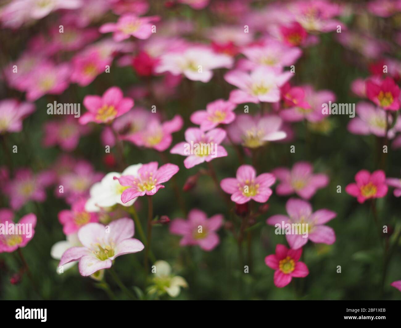 Fiori di sassifrage rosa e bianco che crescono nel terreno Foto Stock