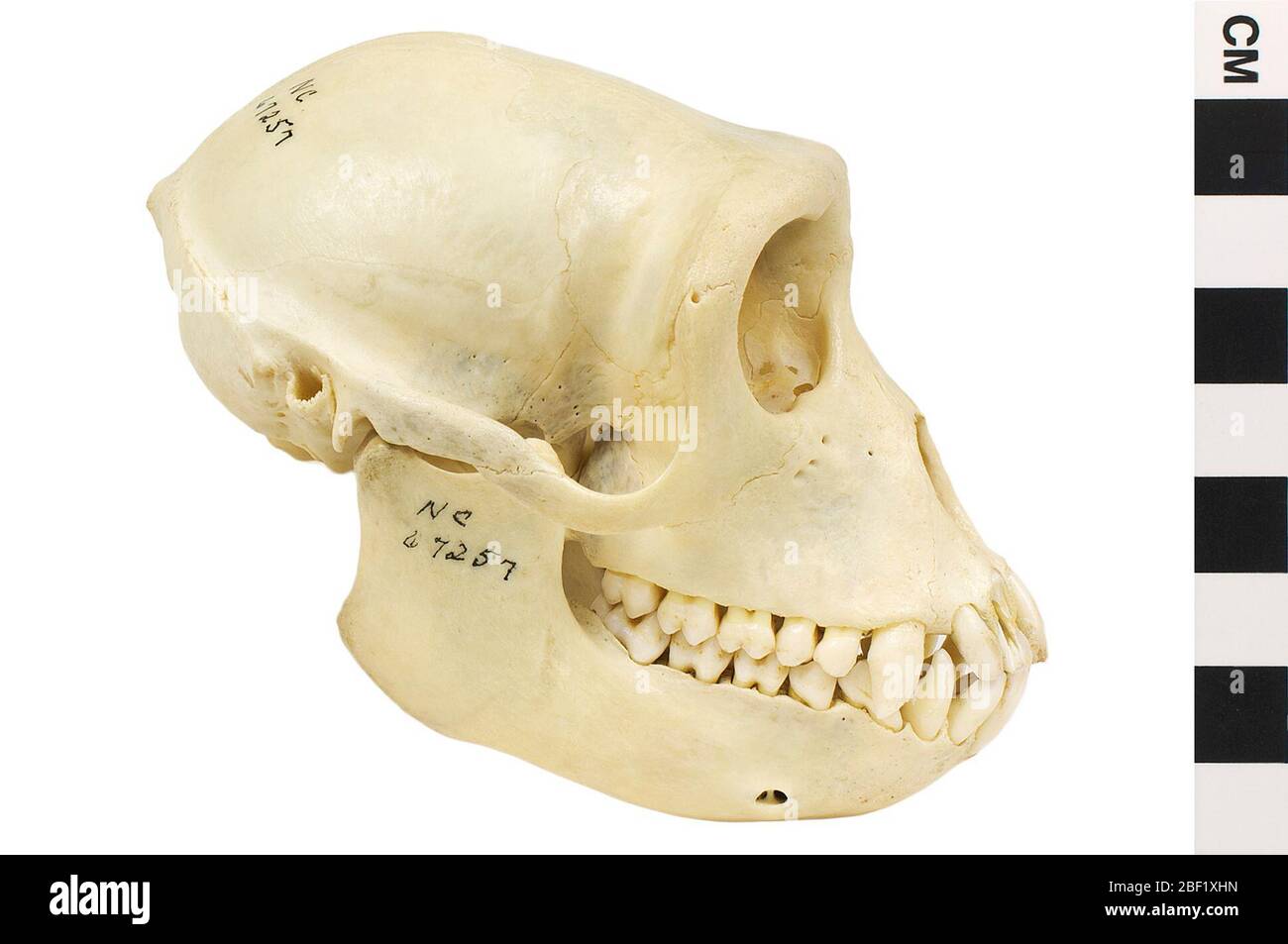 Macaque Crabeating Macaque a coda lunga. Questo oggetto fa parte della collezione Education and Outreach, alcuni dei quali sono nel centro di formazione scientifica Q?rius e disponibili per See.Skeleton di un macaque che mangia granchi (Macaca fascicularis). Femmina. Scheletro etichettato come 'Java Monkey' nel 1951. Foto Stock
