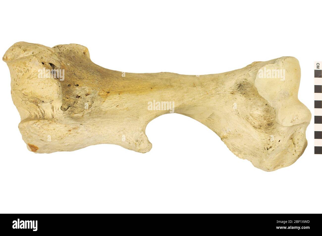 Rinoceronte nero. Questo oggetto fa parte della collezione Education and Outreach, alcuni dei quali sono nel centro di formazione scientifica Q?rius e disponibili per See.Humerus114 gennaio 2020 Foto Stock