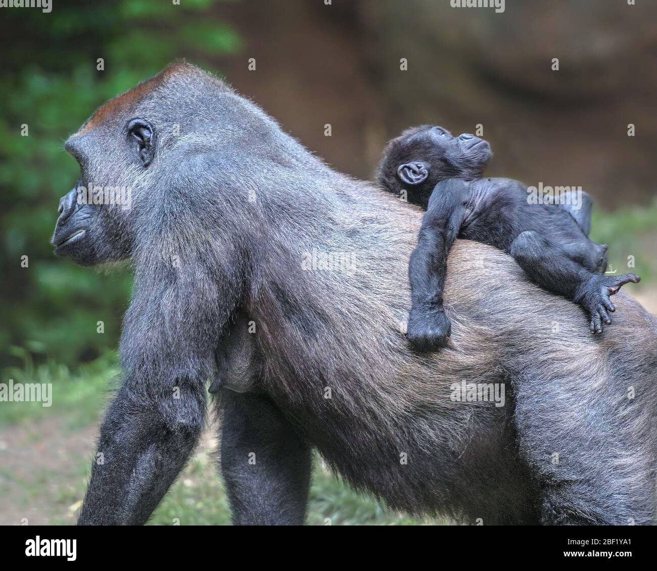 Gorilla e infante afferrando e tenendo sopra a lei indietro mentre cammina attraverso la giungla.. Foto Stock