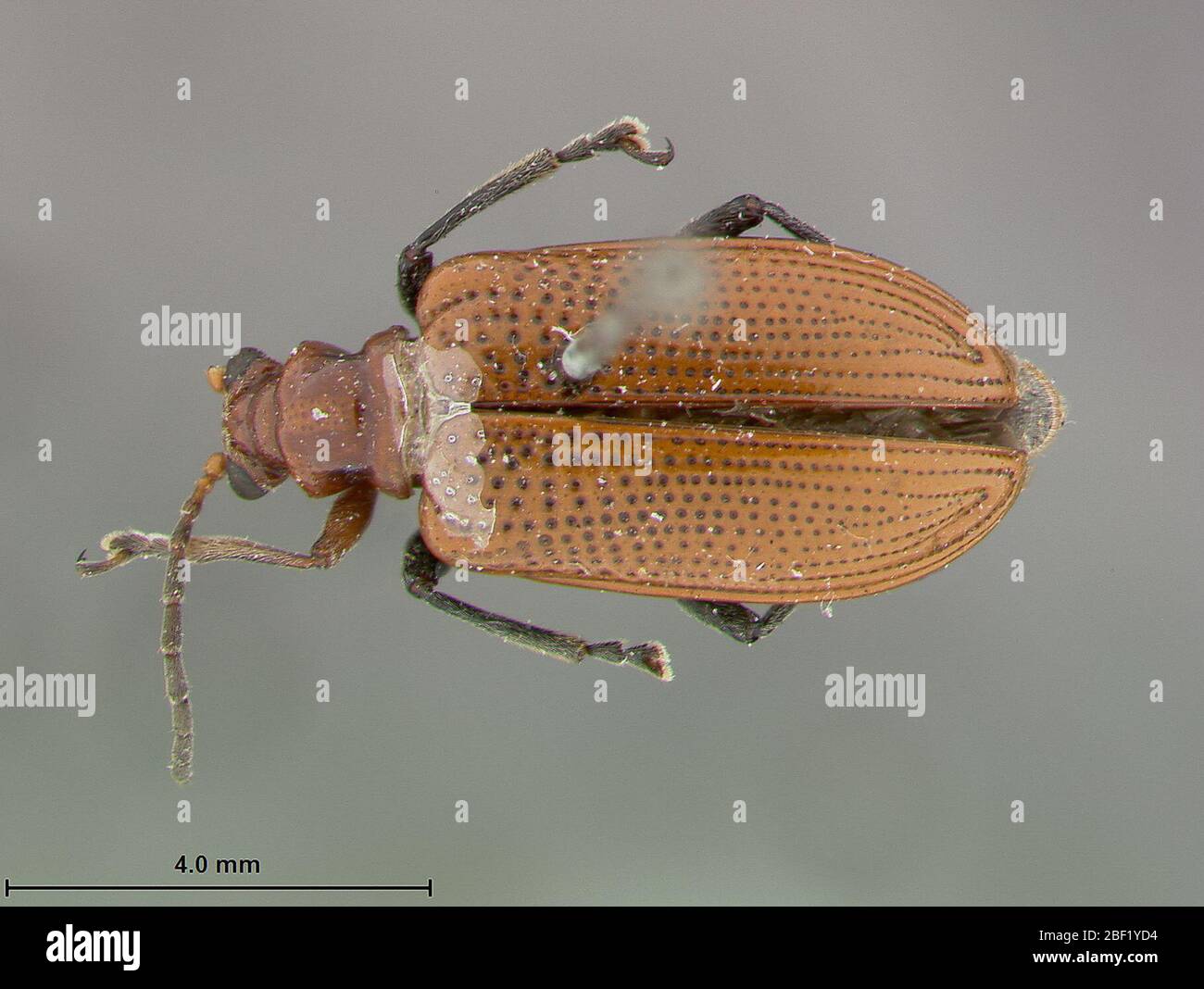 Lema Lema szechuana. Etichetta: 65202 Mar 20171 Foto Stock