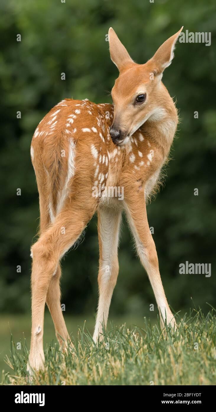 Un piccolo pannone (capriolo) con macchie bianche, in piedi e guardando timido e coy. Foto Stock