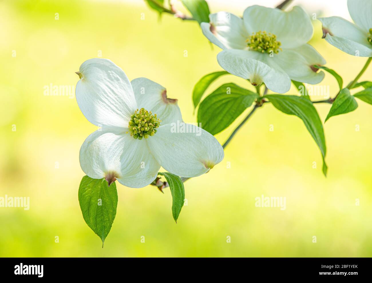 Scatto orizzontale di un ramo con fiori di dogwood bianchi su sfondo giallo con spazio copia. Foto Stock