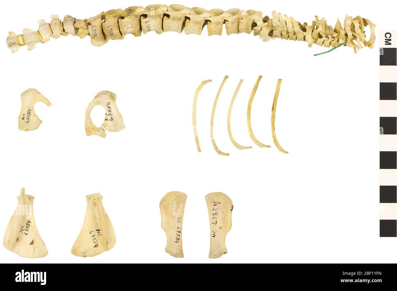 Vervet Verde scimmia Grivet. Questo oggetto fa parte della collezione Education and Outreach, alcuni dei quali sono nel centro di formazione scientifica Q?rius e disponibili per vedere.114 gennaio 2020 Foto Stock