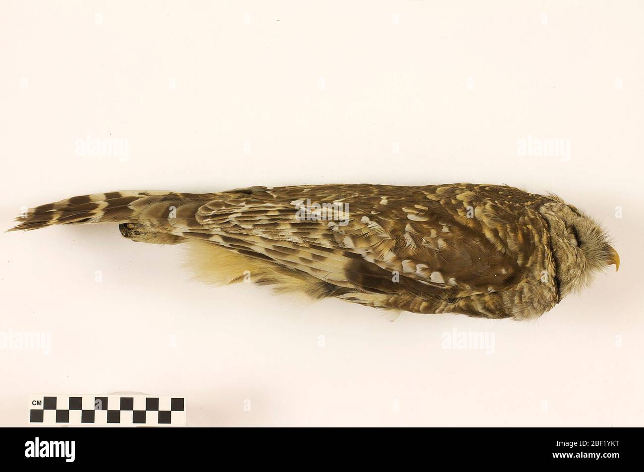 Gufo barrato. Questo oggetto fa parte della collezione Education and Outreach, alcuni dei quali sono nel centro di formazione scientifica Q?rius e disponibili per vedere.114 gennaio 2020 Foto Stock