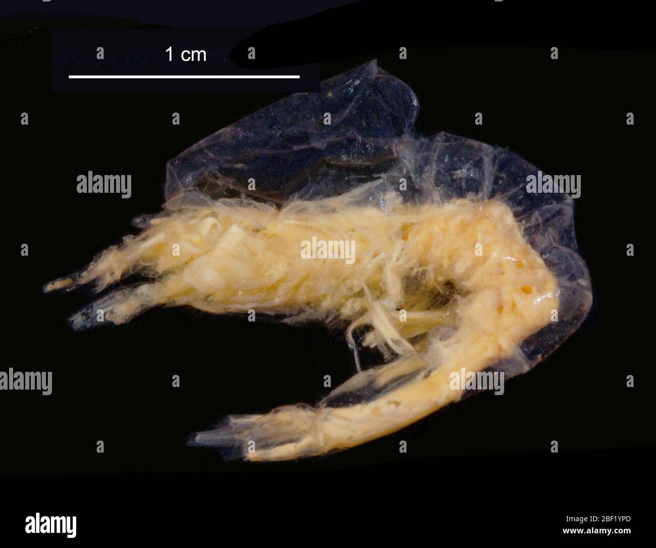 Hymenodora gracilis. 16 ottobre 201418551 Foto Stock